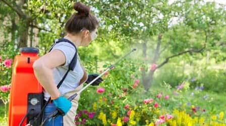 6 Best Insecticides For Roses of 2025