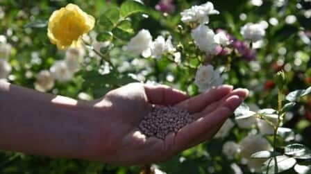 Best Slow Release Fertilizer For Flowers of 2025: Top 6 Picks