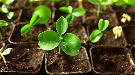 6 Best Potting Soil For Citrus Trees of 2025