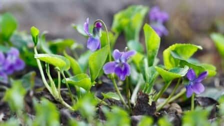 Best Herbicide For Wild Violets of 2025: Top 6 Picks