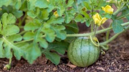 Best Fertilizer For Watermelons of 2025: Top 6 Picks Best Fertilizer For Watermelons of 2025: Top 6 Picks