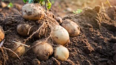 6 Best Fertilizers For Potatoes of 2025 6 Best Fertilizers For Potatoes of 2025