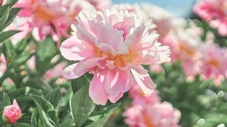 Best Fungicide For Peonies of 2025: Top 6 Picks