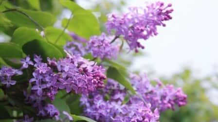 Best Fertilizer For Lilacs of 2025: Top 6 Picks Best Fertilizer For Lilacs of 2025: Top 6 Picks