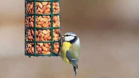 6 Best Bird Food To Attract Colorful Birds of 2025