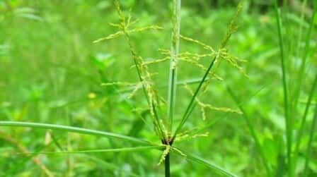 Best Herbicide For Nutsedge of 2025: Top 6 Picks
