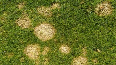 Best Fungicide For St Augustine Grass of 2025: Top 6 Picks