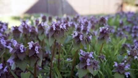 6 Best Herbicides For Creeping Charlie of 2025