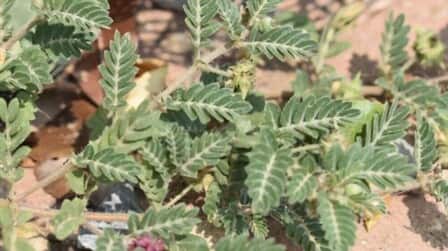 Best Weed Killer For Goat Heads of 2025: Top 6 Picks