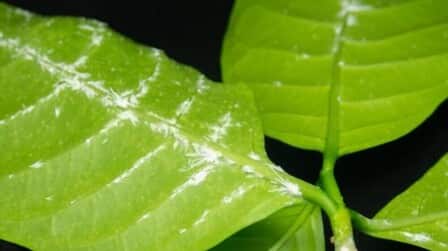 Best Systemic Insecticide For Mealybugs of 2025: Top 6 Picks