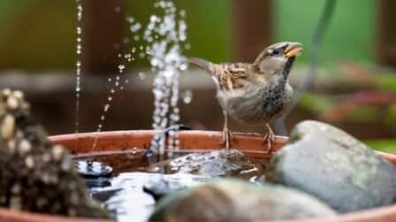 6 Best Solar Hummingbird Bath Fountains of 2025