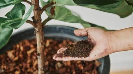 6 Best Potting Soil For Fiddle Leaf Fig of 2025