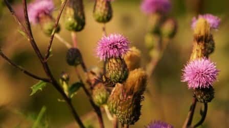 Best Herbicide For Thistles of 2025: Top 6 Picks