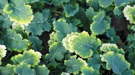 Best Herbicide For Poison Ivy of 2025: Top 6 Picks