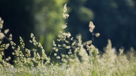 Best Herbicide For Poa Annua of 2025: Top 6 Picks