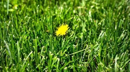 6 Best Granular Pre-Emergent of 2025