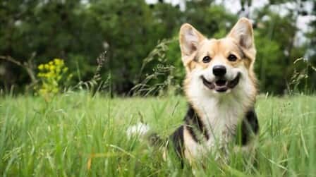 Best Dog Repellent For Lawns of 2025: Top 6 Picks