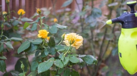 Best Fungicide For Roses of 2025: Top 6 Picks