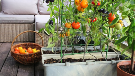 6 Best Planters For Tomatoes of 2026