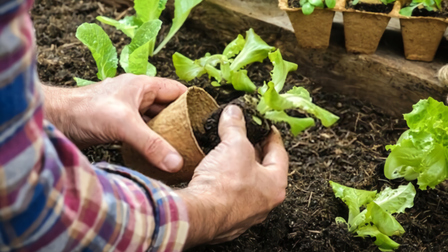 Best Potting Soil For Vegetables of 2025: Top 6 Picks