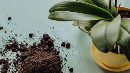 Best Orchid Fertilizer of 2025: Top 6 Picks