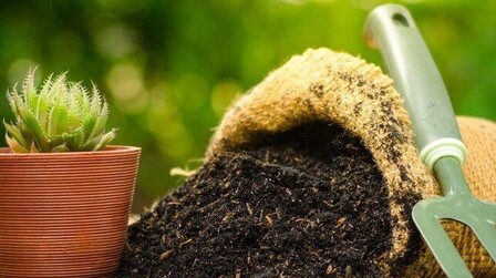 Best Potting Soil For Houseplants of 2025: Top 6 Picks