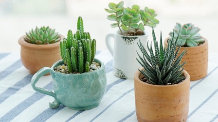 6 Best Pots For Succulents of 2025