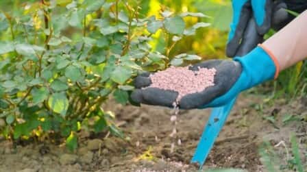 6 Best Compost For Roses of 2025