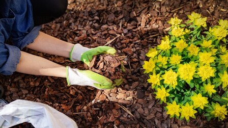 6 Best Mulch For Flower Beds of 2025