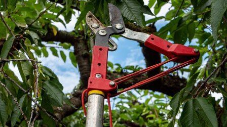 6 Best Loppers for Large Branches of 2026