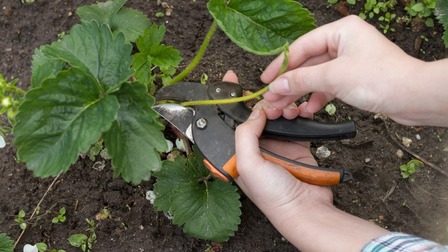 5 Best Pruners for Arthritic Hands of 2025