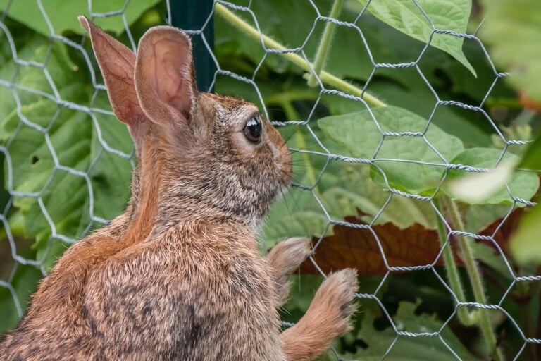 How to Build a Garden Fence to Keep Animals Out? How to Build a Garden Fence to Keep Animals Out?