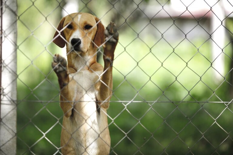 How to Build a Garden Fence to Keep Animals Out? How to Build a Garden Fence to Keep Animals Out?
