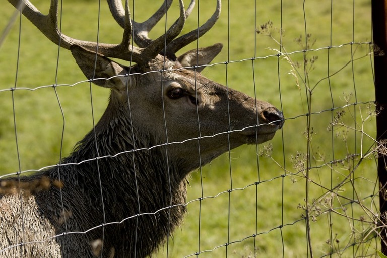 How to Build a Garden Fence to Keep Animals Out? How to Build a Garden Fence to Keep Animals Out?