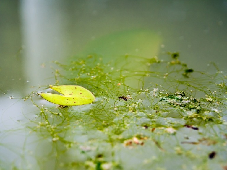 How Do I Make My Garden Pond Look Natural? How Do I Make My Garden Pond Look Natural?