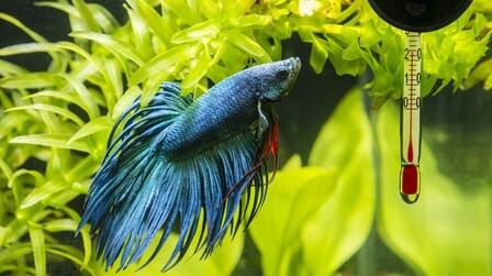 6 Most Accurate Digital Aquarium Thermometers of 2025