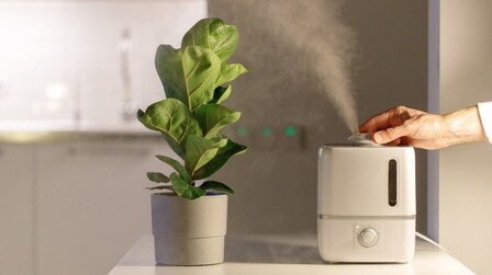 6 Best Plant Humidifiers of 2025 6 Best Plant Humidifiers of 2025