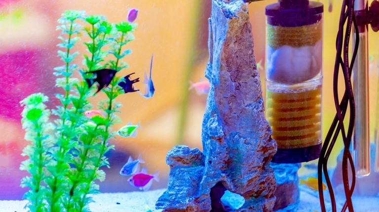 Stunning Gallon Saltwater Tank Filtration Upgrade Options image