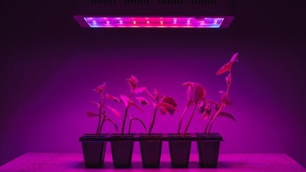 6 Best Grow Lights for 4x4 Tent of 2025 6 Best Grow Lights for 4x4 Tent of 2025