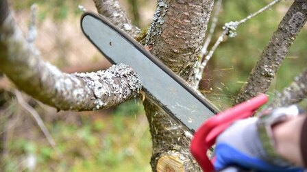 Best Saw for Cutting Branches of 2025: Top 12 Picks