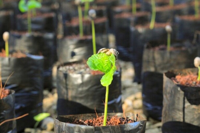How to Grow a Coffee Plant at Home? How to Grow a Coffee Plant at Home?