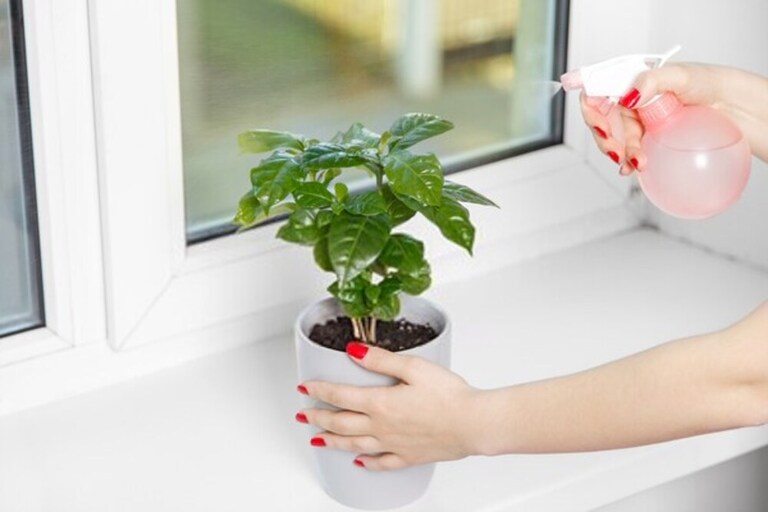 How to Grow a Coffee Plant at Home? How to Grow a Coffee Plant at Home?