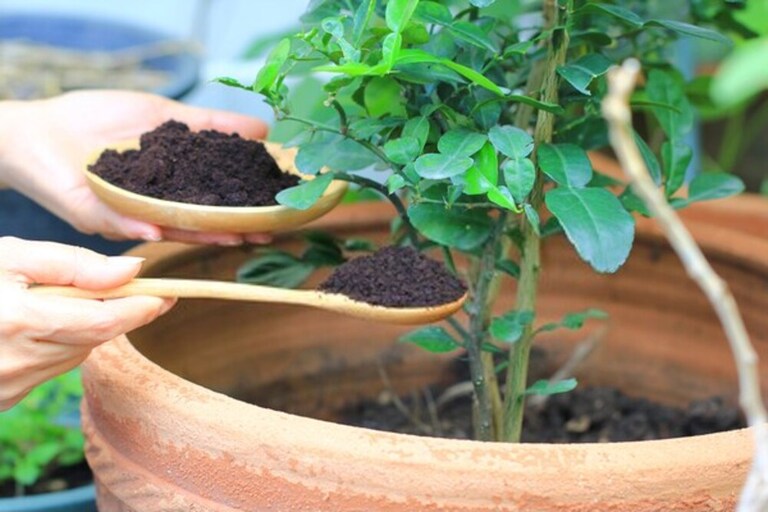 How to Grow a Coffee Plant at Home? How to Grow a Coffee Plant at Home?