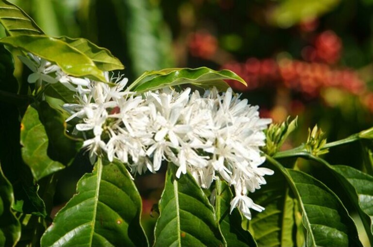 How to Grow a Coffee Plant at Home? How to Grow a Coffee Plant at Home?