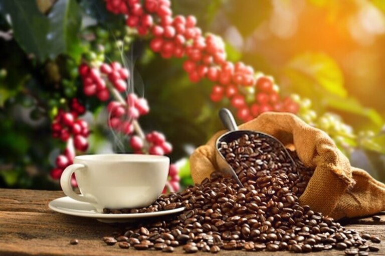 How to Grow a Coffee Plant at Home? How to Grow a Coffee Plant at Home?