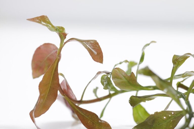 Best Aquarium Background Plants Best Aquarium Background Plants