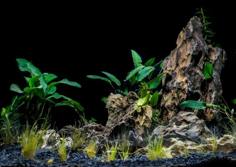Best Aquarium Background Plants Best Aquarium Background Plants