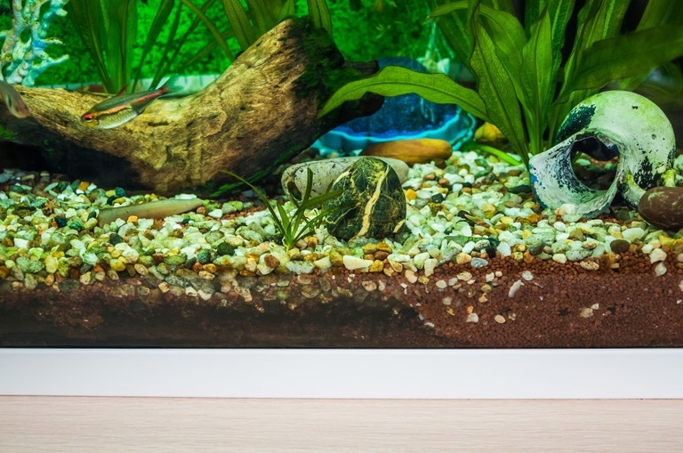 Best Aquarium Background Plants Best Aquarium Background Plants