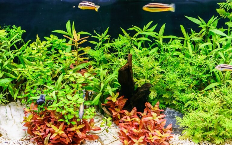 Best Aquarium Background Plants Best Aquarium Background Plants
