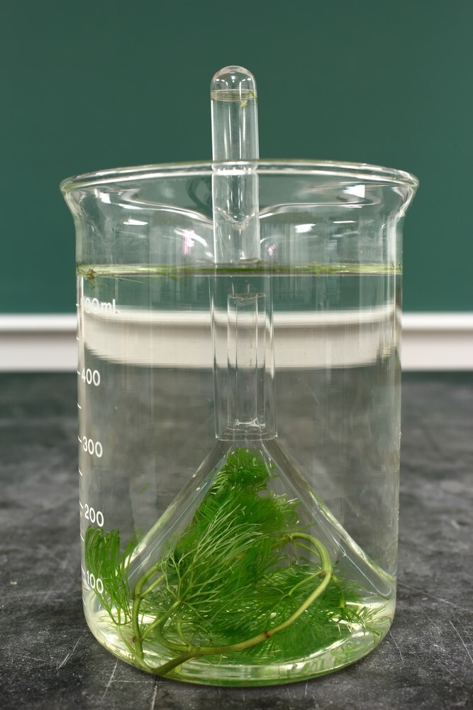 Best Aquarium Background Plants Best Aquarium Background Plants